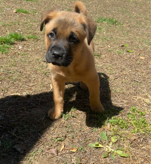 DIJON - Shepherd / American Staffordshire Terrier available for adoption
