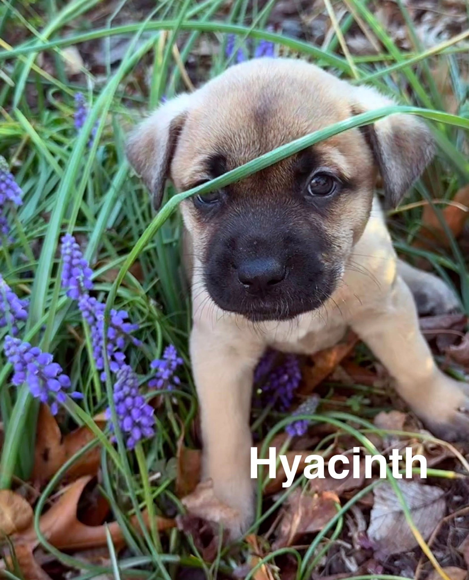 Hyacinth Image