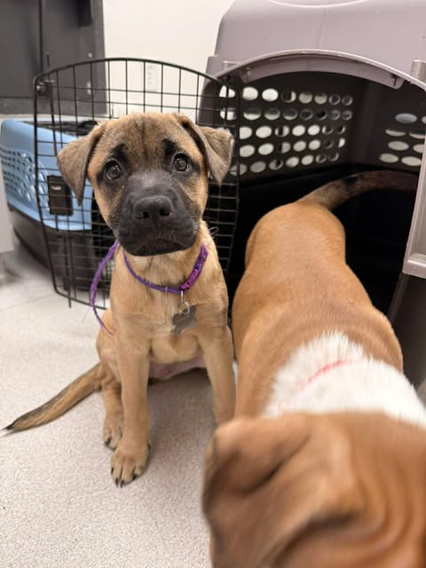 HYACINTH - Shepherd / American Staffordshire Terrier available for adoption