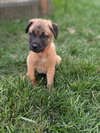 Juniper - Photo 4