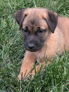 Juniper - Photo 2