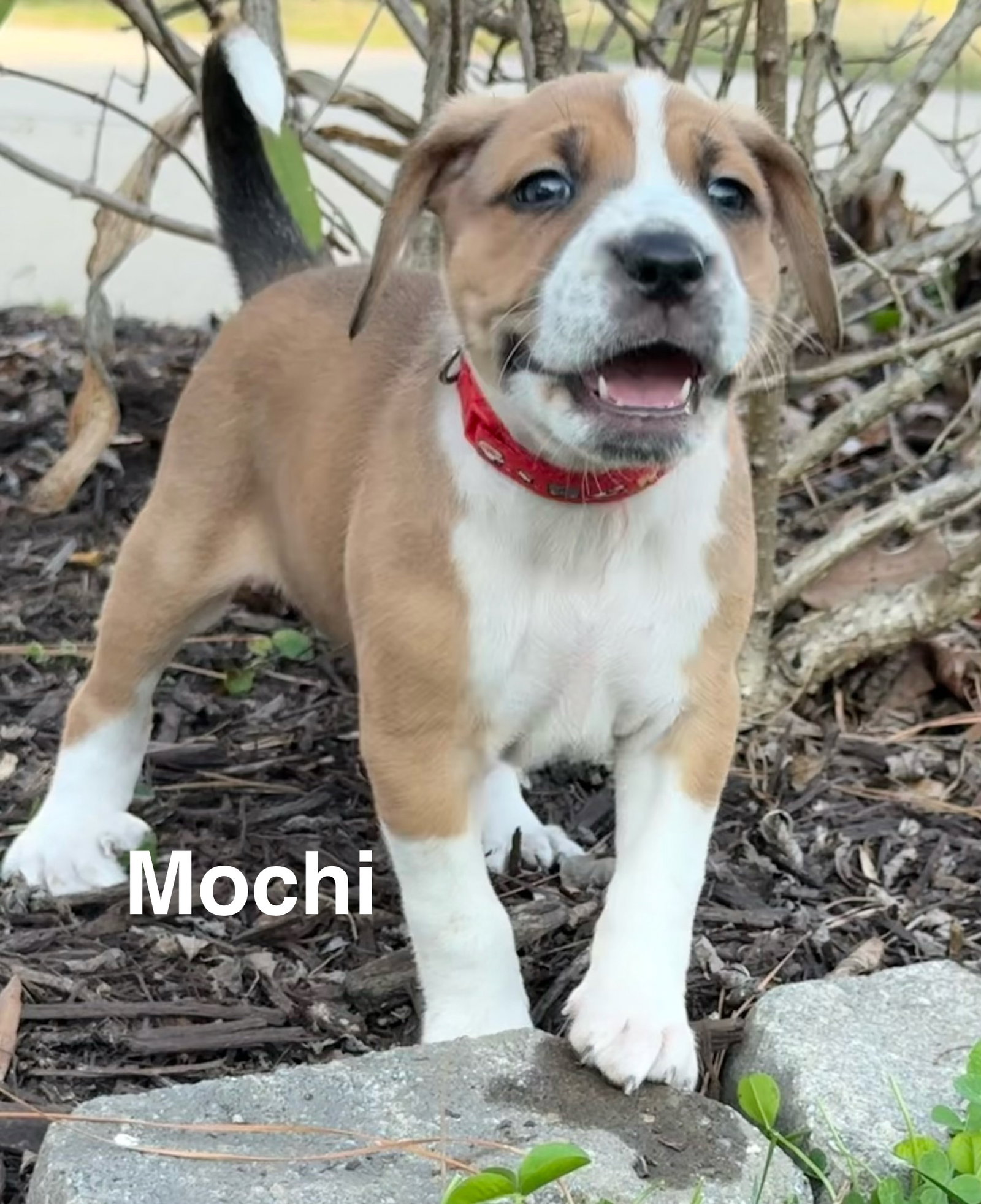 Mochi Image