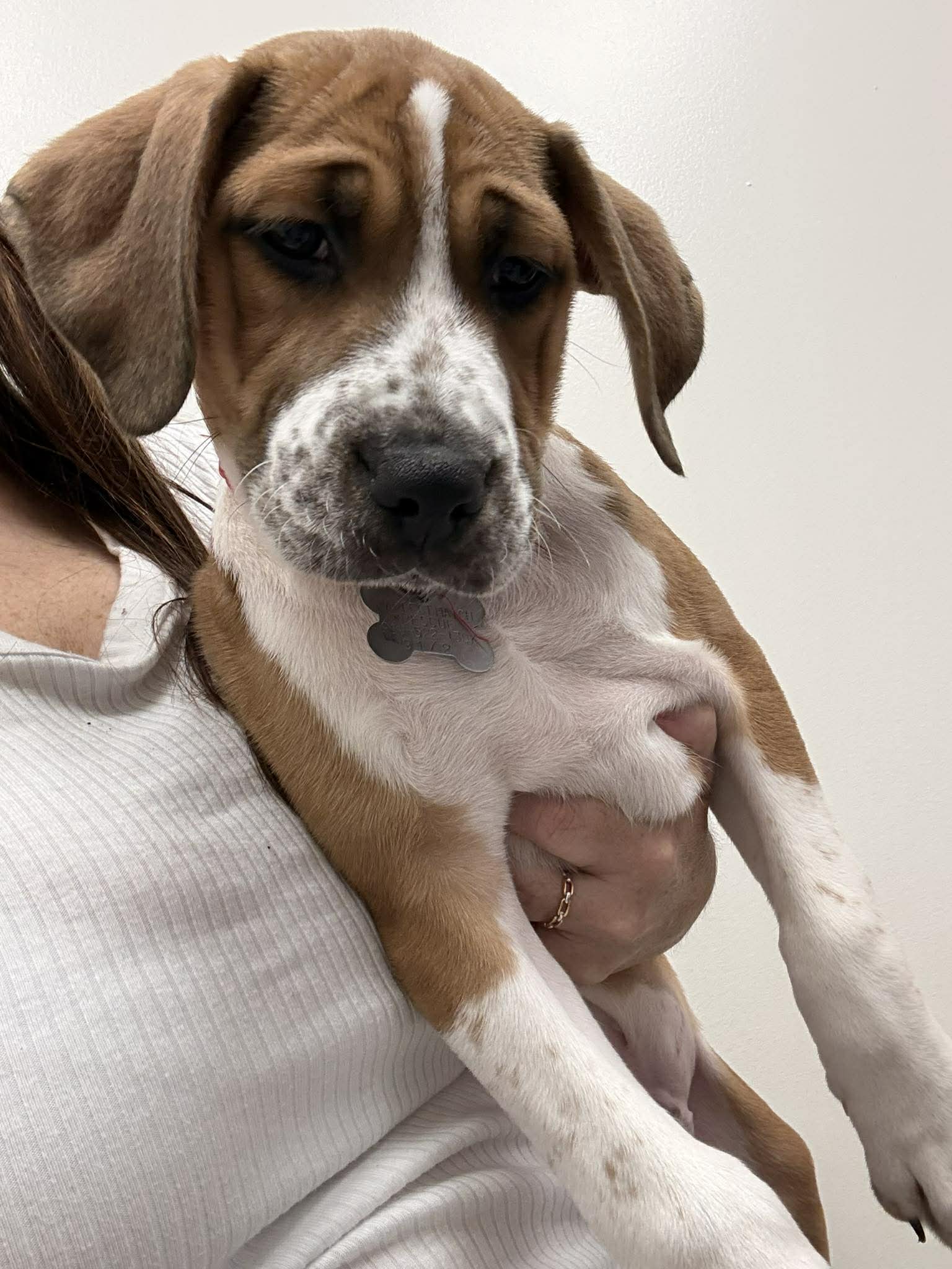 Mochi Image