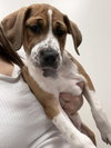 Mochi - Photo 1