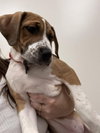 Mochi - Photo 2