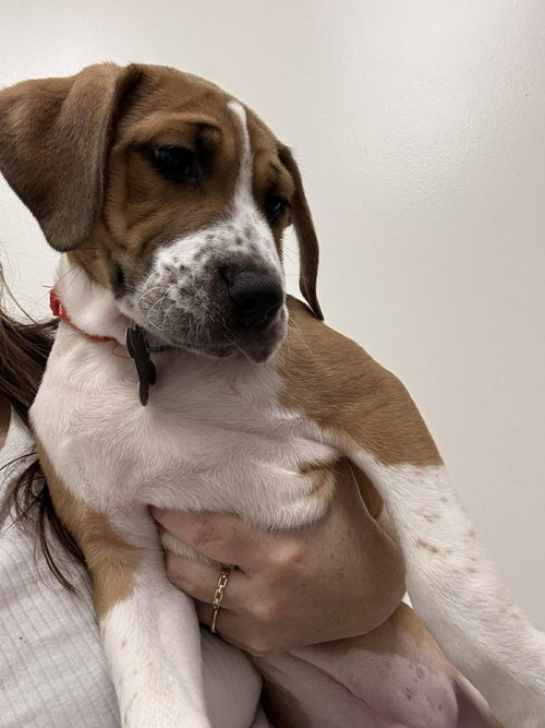 MOCHI - Hound / American Staffordshire Terrier available for adoption