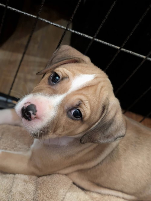 SQUIRRELY - Hound / American Staffordshire Terrier available for adoption