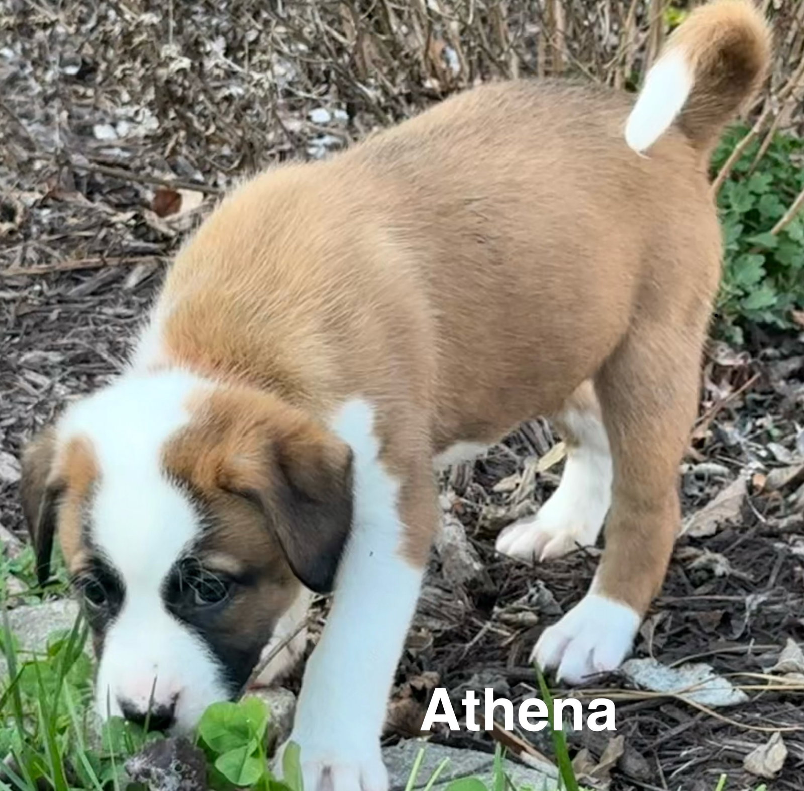 Athena Image
