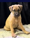 Zeus - Photo 2