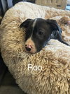 Roo