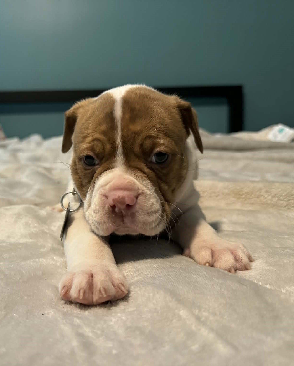 Tank - The Wrecking Crew Image