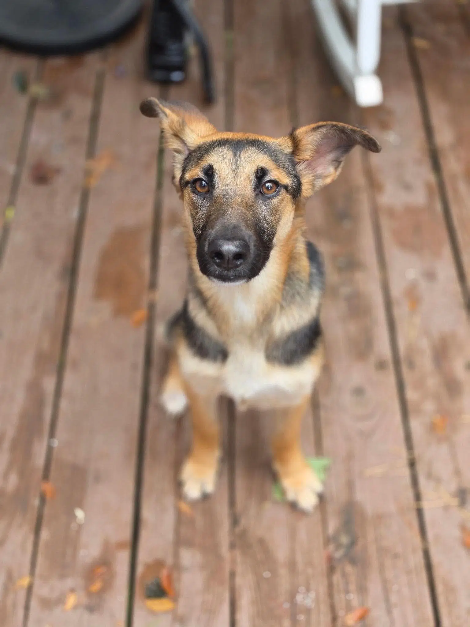 Elsie - German Shepherd Dog