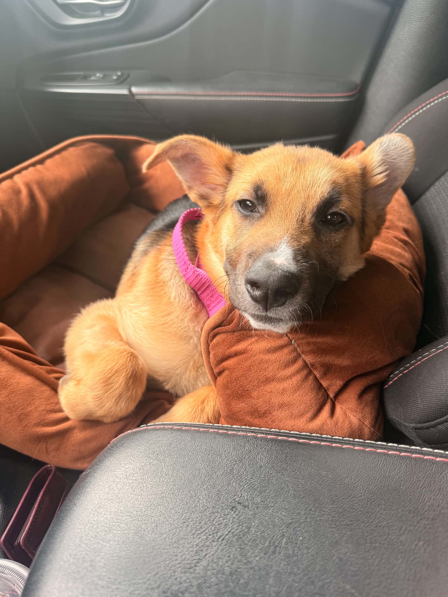 Abileen - German Shepherd Dog