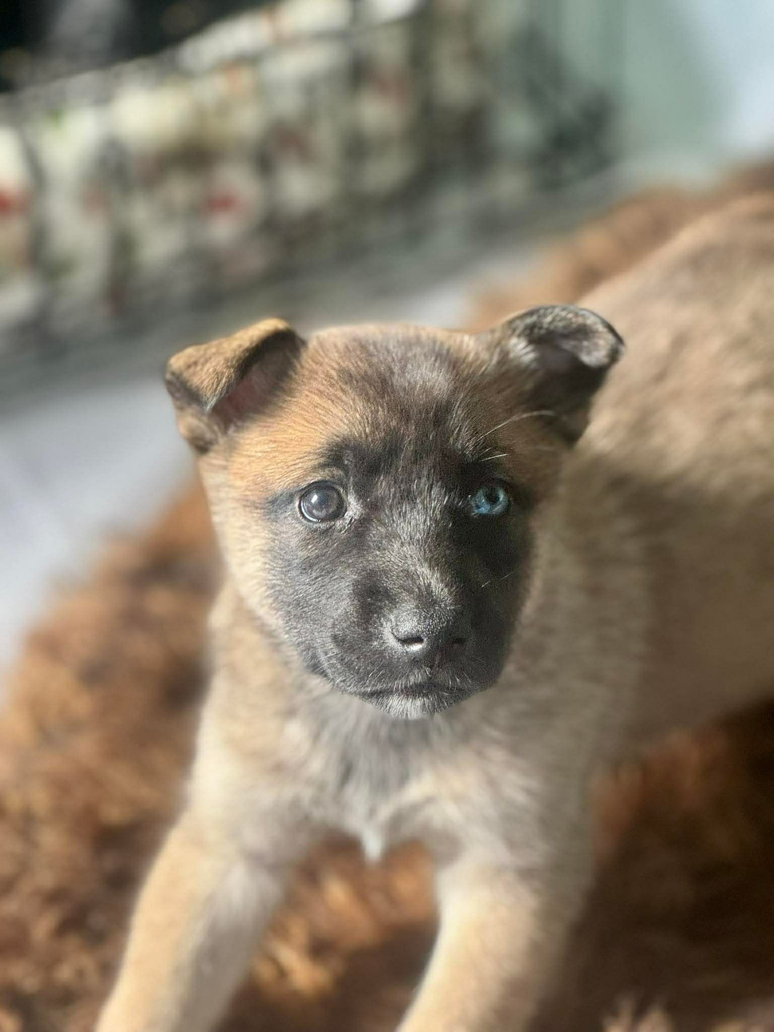 Brownie Image
