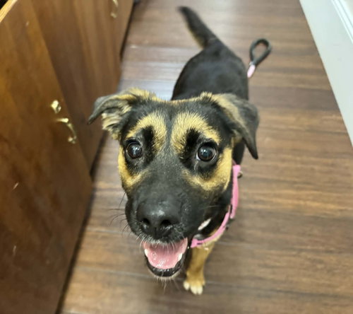 HALLIE - Shepherd available for adoption