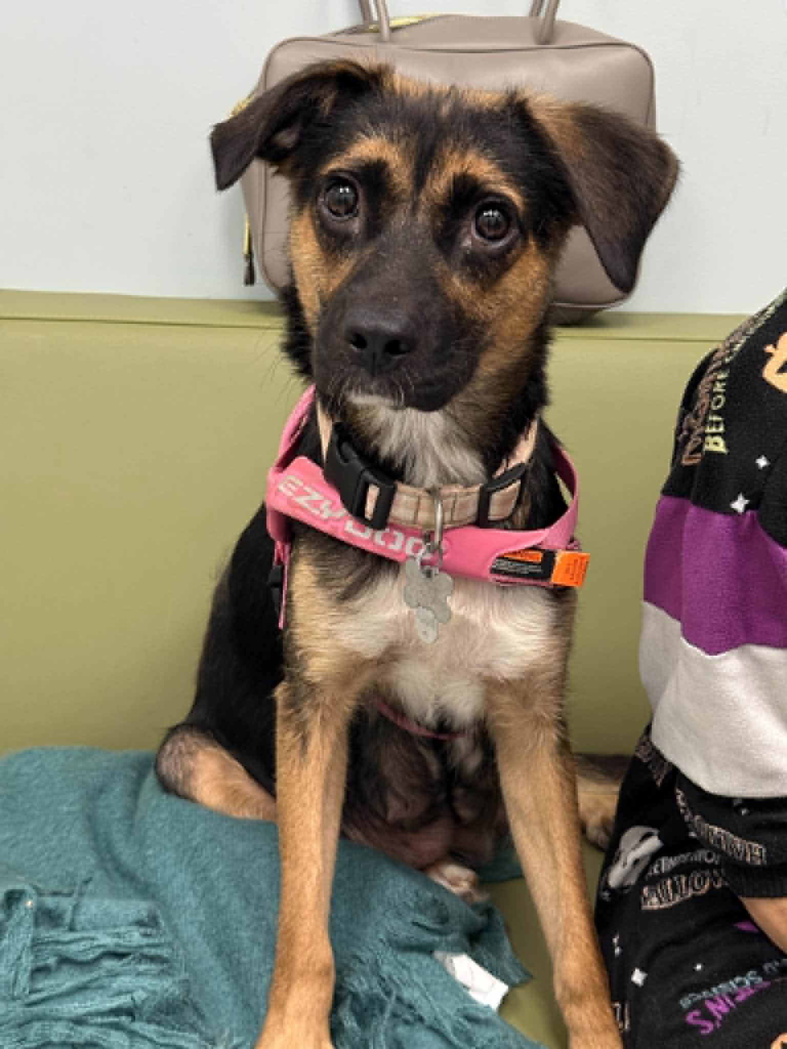 Hallie Twitch Litter Mom - Shepherd