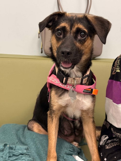 HALLIE - Shepherd available for adoption