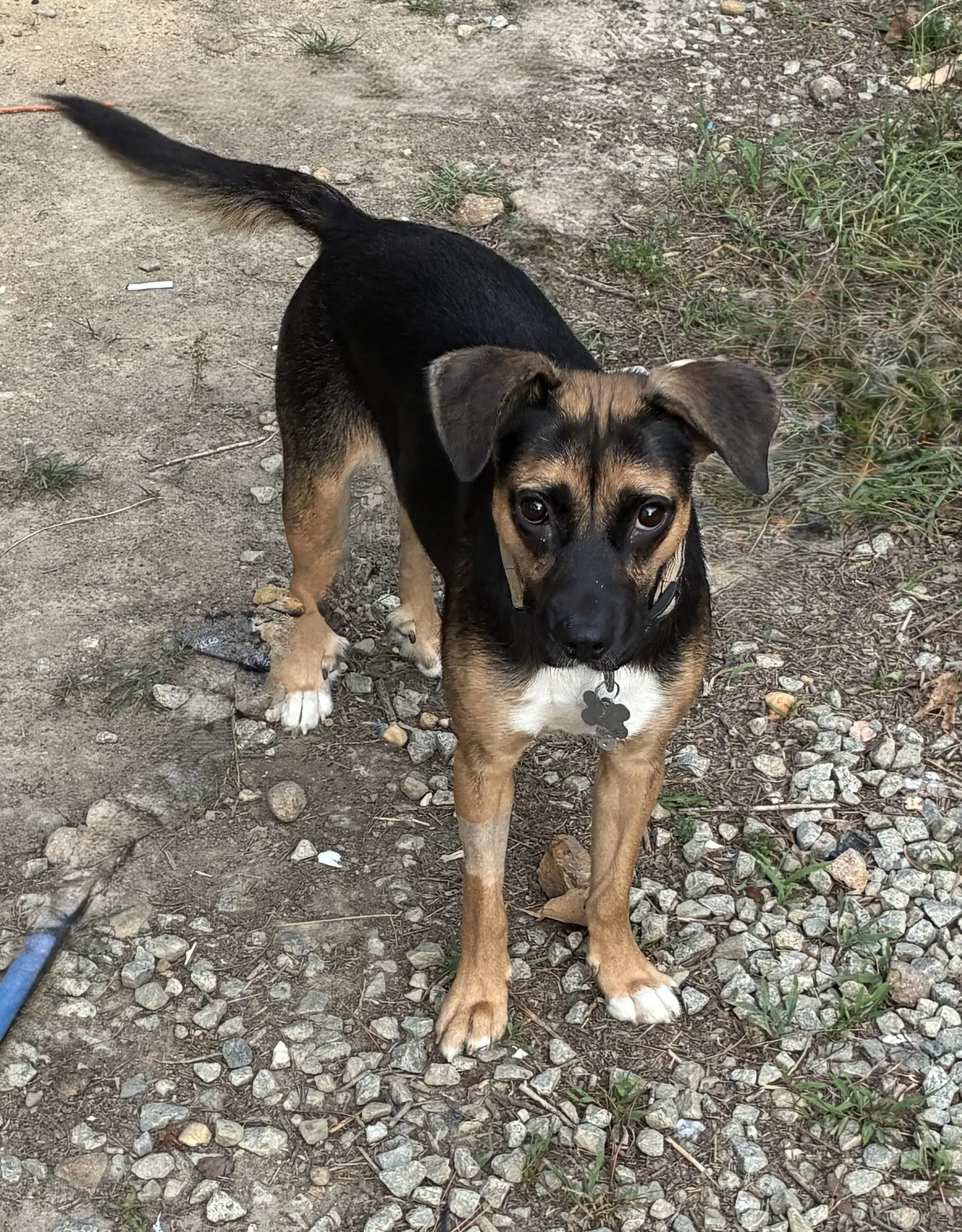 Hallie Twitch Litter Mom image 4