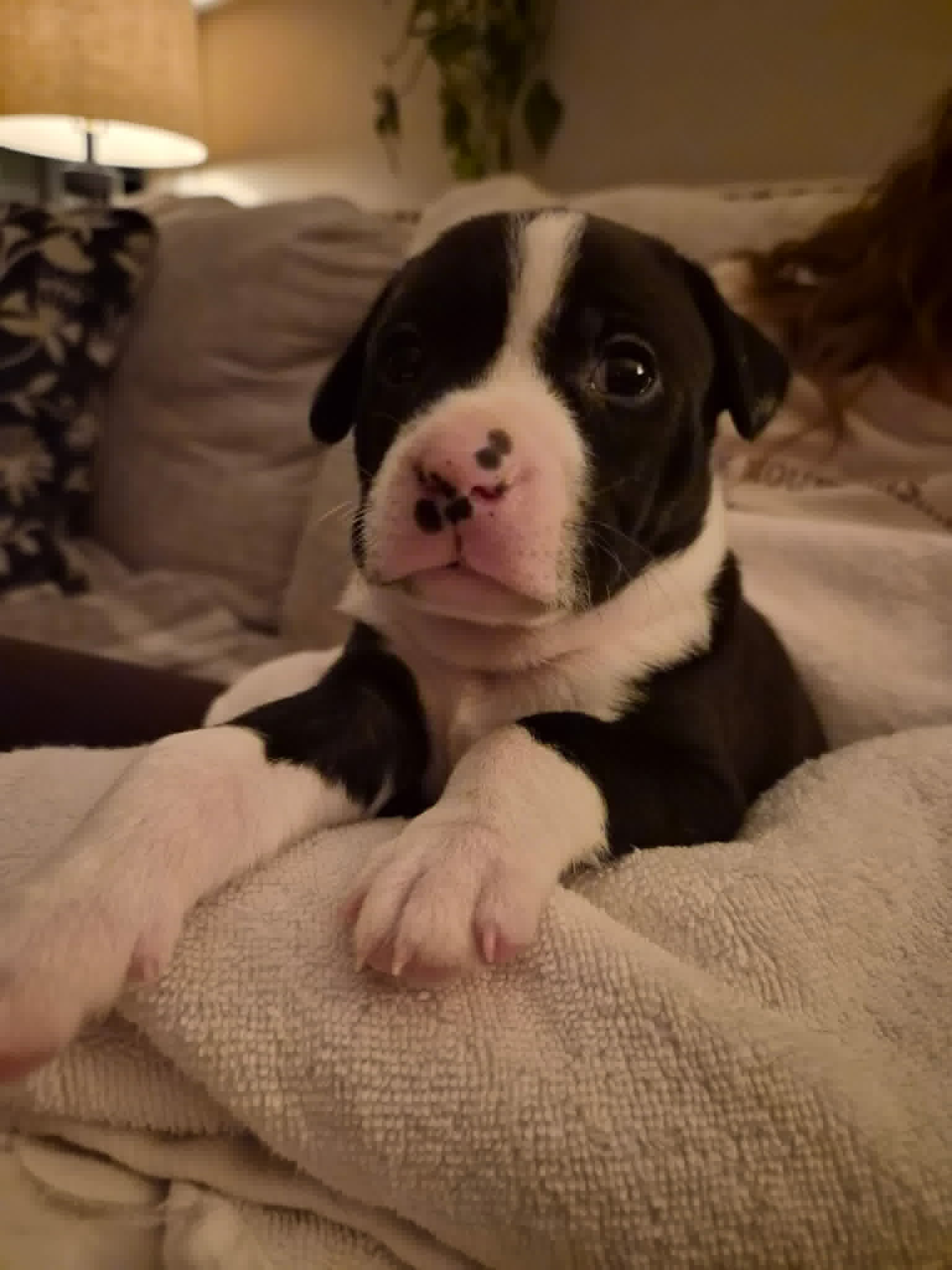 Po Boy - Zoey's Litter Image