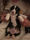 Po Boy - Zoey's Litter - Photo 2