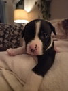 Po Boy - Zoey's Litter - Photo 3