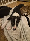 Po Boy - Zoey's Litter - Photo 6