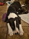 Po Boy - Zoey's Litter - Photo 7