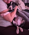 Po Boy - Zoey's Litter - Photo 5