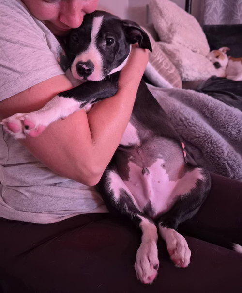 Po Boy - Zoey's Litter