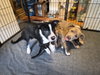 Po Boy - Zoey's Litter - Photo 8