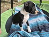 Po Boy - Zoey's Litter - Photo 9