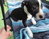 Po Boy - Zoey's Litter - Photo 10
