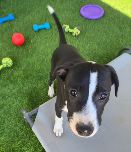 PO BOY - ZOEY'S LITTER - Pit Bull Terrier / Labrador Retriever available for adoption