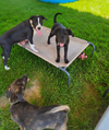 Po Boy - Zoey's Litter - Photo 4