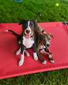 Po Boy - Zoey's Litter - Photo 3