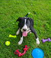 Po Boy - Zoey's Litter - Photo 1