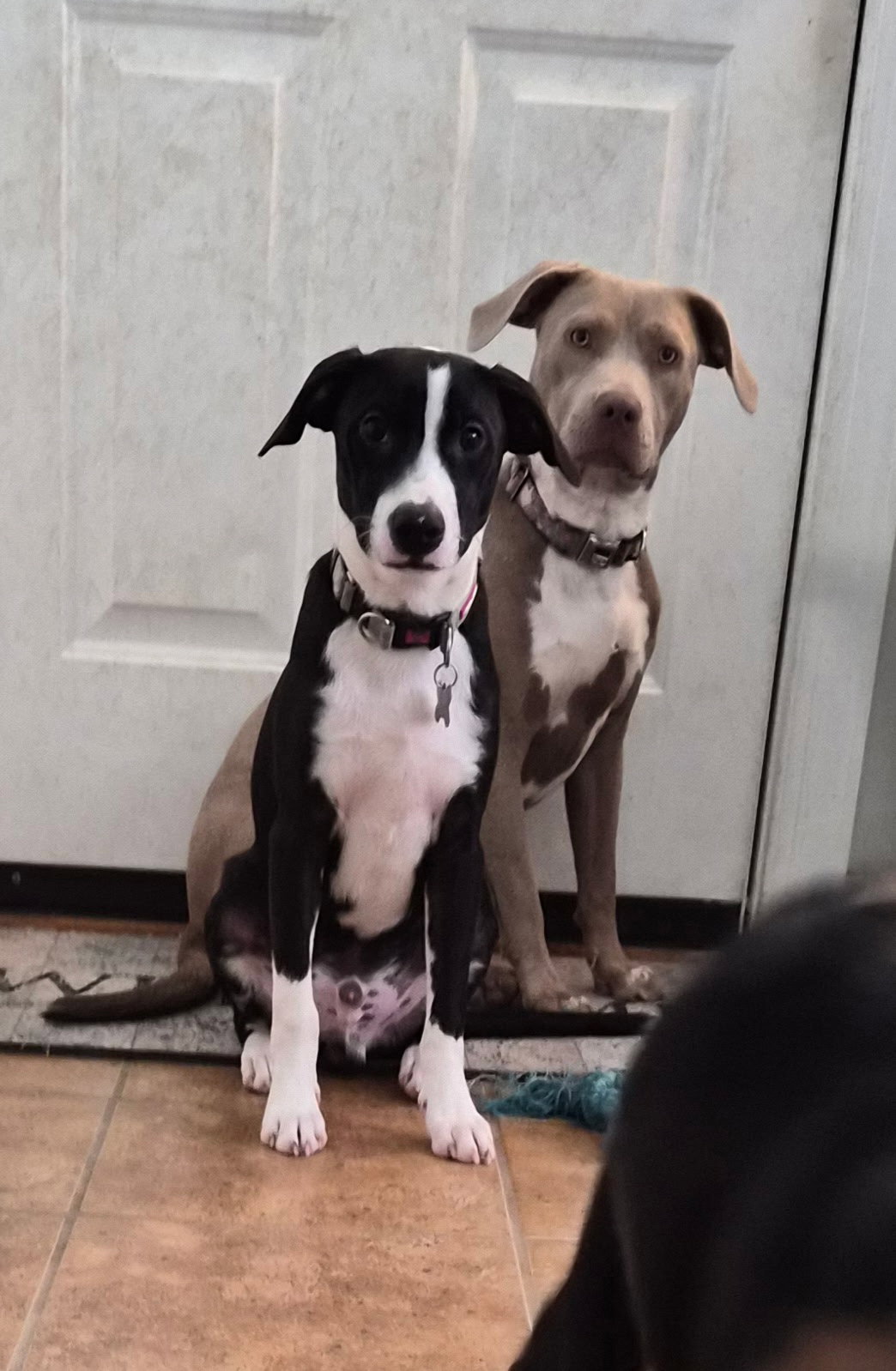 PoBoy - Zoey's Litter, photo 7