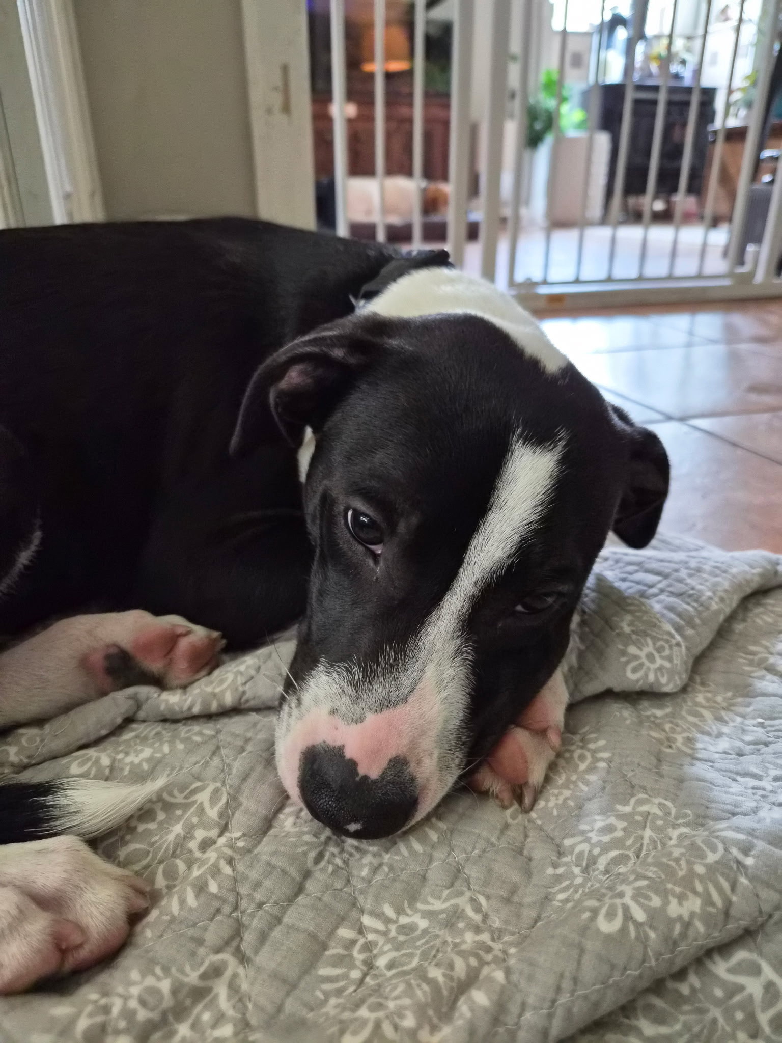 PoBoy - Zoey's Litter, photo 9
