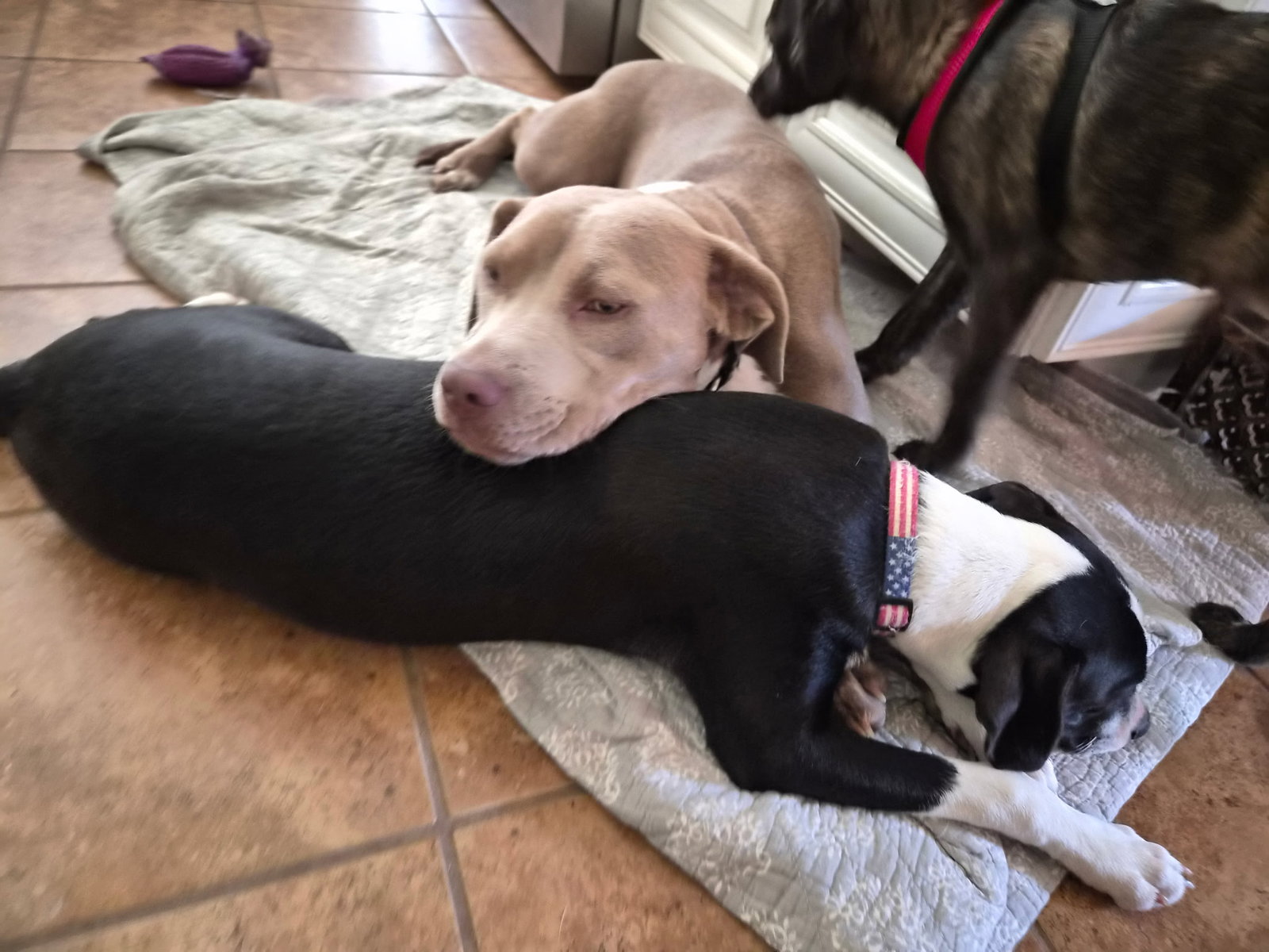 PoBoy - Zoey's Litter, photo 8