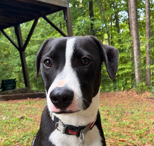 PoBoy - Zoey's Litter, a dog for adoption from Pawfect Match Rescue