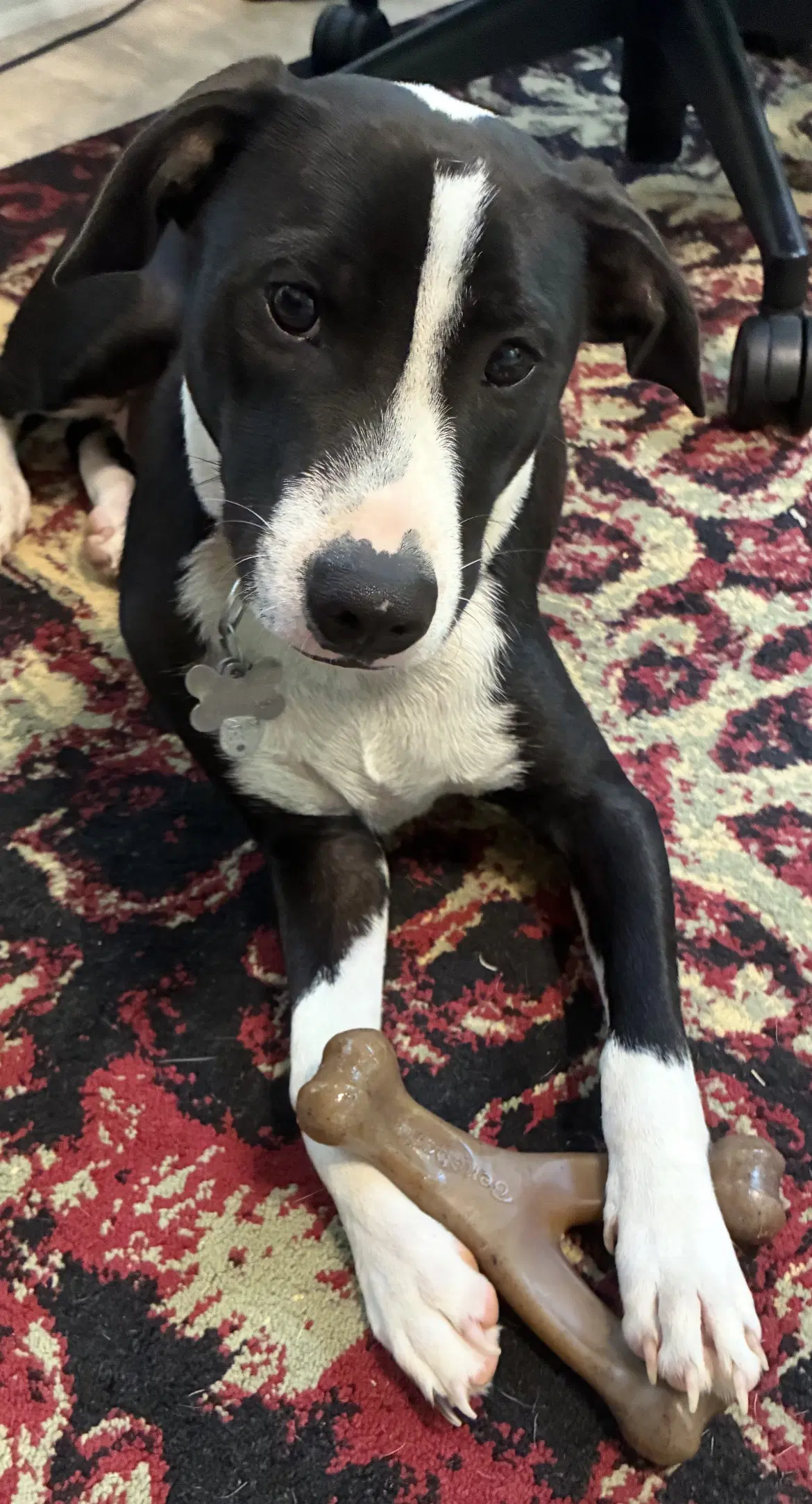 Po Boy - Zoey's Litter image 2