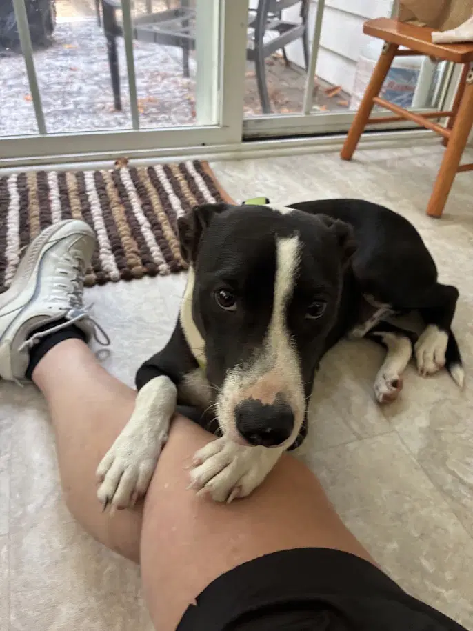 Po Boy - Zoey's Litter image 3