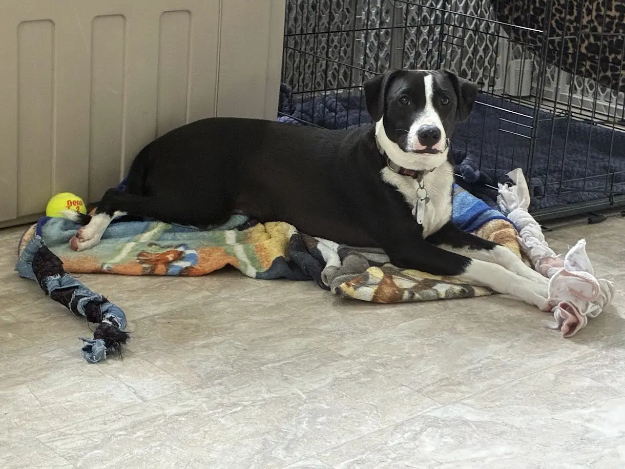 Po Boy - Zoey's Litter image 4