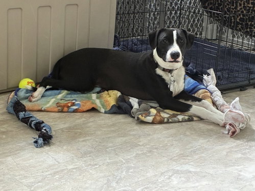 Photo 4 of PoBoy - Zoey's Litter