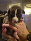 Pyro - Zoey's litter - Photo 1