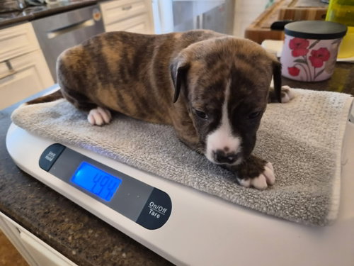 PYRO - ZOEY'S LITTER - Pit Bull Terrier / Labrador Retriever available for adoption