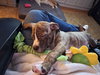 Pyro - Zoey's litter - Photo 4