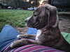 Pyro - Zoey's litter - Photo 6