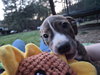 Pyro - Zoey's litter - Photo 5