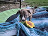 Pyro - Zoey's litter - Photo 7
